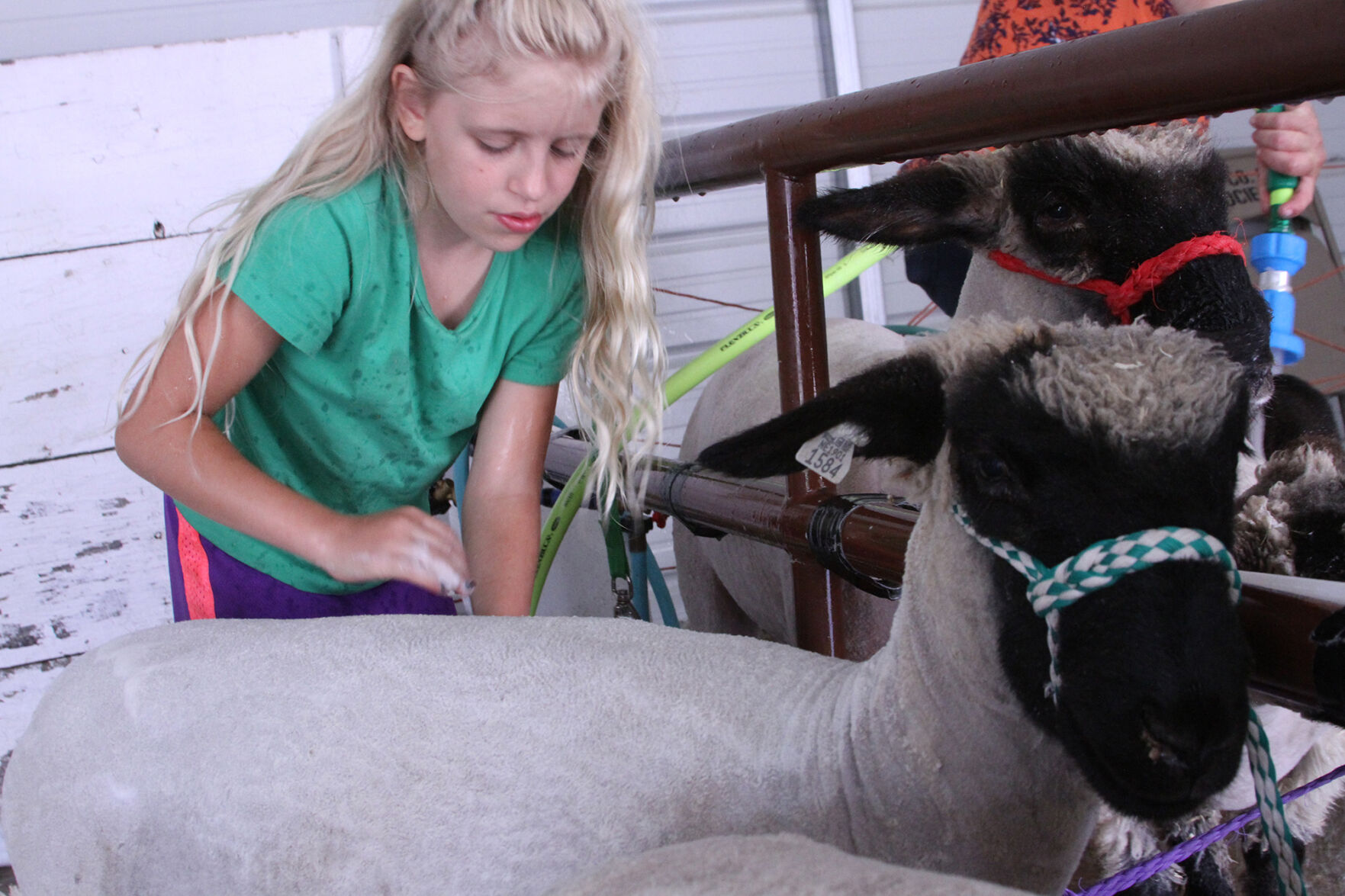 PHOTOS: Scenes from the Scotts Bluff County Fair